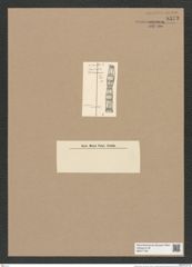 Skeletonema sp. (de-Toni-Nr.: Genus 191) Zeichnungen Sammlung Grunow Nr. 8373 (NHMW-BOT-W0377795)